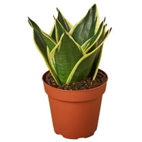 Snake Black Gold Live Plant for Indoor | Different Houseplants in 4'' & 6'' Pot | Real House Plant for Living Room, Office, Desk & Bathroom | Laurentii | Mother-in-law's tongue
