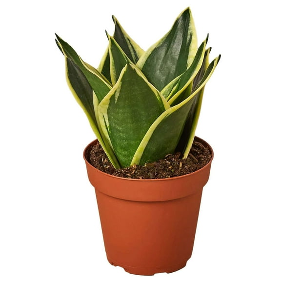 Snake Black Gold Live Plant for Indoor | Different Houseplants in 4'' & 6'' Pot | Real House Plant for Living Room, Office, Desk & Bathroom | Laurentii | Mother-in-law's tongue