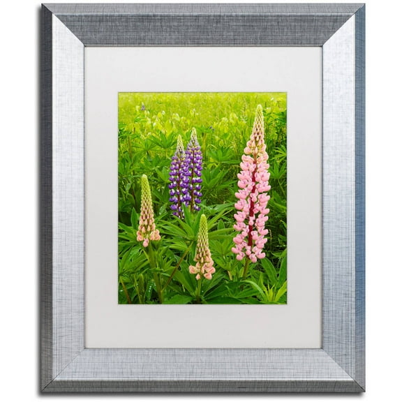 Trademark Fine Art "Lupine Family" Canvas Art by Michael Blanchette Photography White Matte, Silver Frame