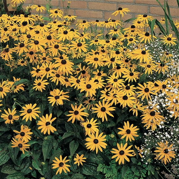 1 Gal. Pot, Black-Eyed Susan Deciduous Flowering Perennial Plant - 1 plant per offer