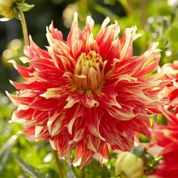 Flower Bulbs - Dahlia Decorative Bodacious (3 Bulbs)