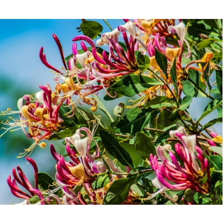 200 Gold Flame Honeysuckle Seeds Fragrant Climbing Lonicera Perennial  Bushes Shrubs Medicinal Vine Seeds - Walmart.com