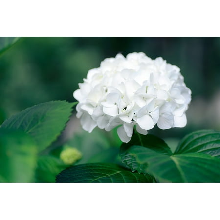 peel-n-stick poster of natural in the early summer green plant leaf poster print 24x16 adhesive sticker poster print