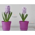 thumbnail image 2 of Bloem Saturn Planter with Saucer 5" Passion Fruit, 2 of 2