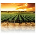 thumbnail image 2 of wall26 Gorgeous Sunset Over Vineyard - Canvas Art Home Art - 32x48 inches, 2 of 5