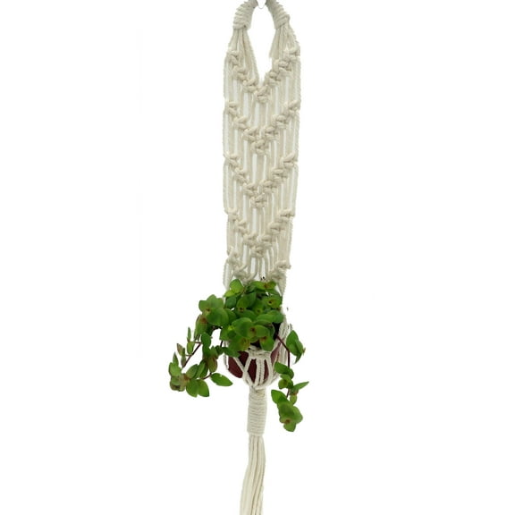 White Macrame Plant Hanger with 2" plant- 16-22" Length - Holds 2-3" Pot Size