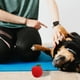 thumbnail image 5 of GOOHOCHY 2 piezas Juguete de morder para perros tejido con forma de manzana, juguete para mascotas con forma de manzana, juguete de juguete para perros simulado, 5 of 7