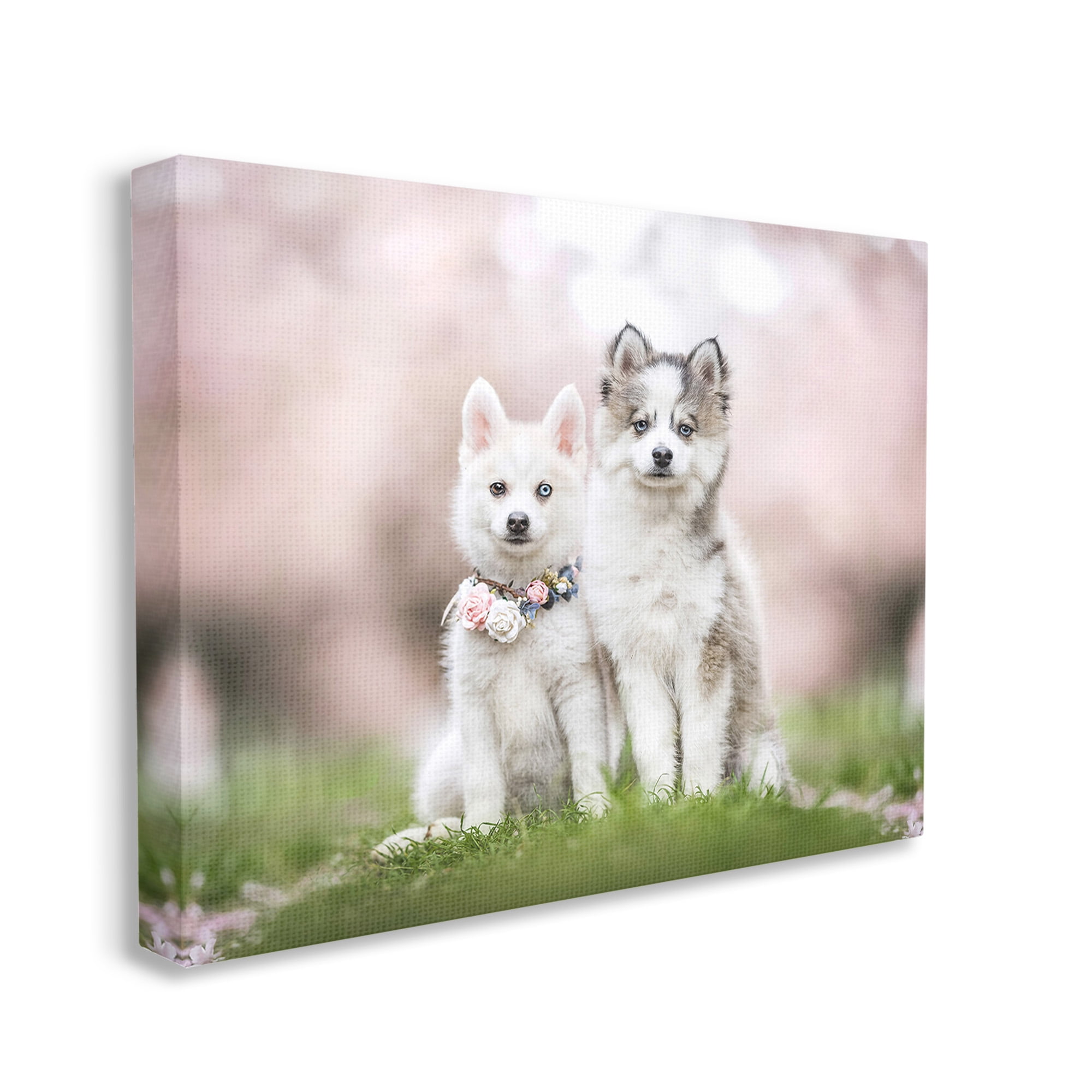Stupell Industries Husky Puppies in Meadow Animals & Insects Painting Gallery Wrapped Canvas Art Print Wall Art, 20 x 16