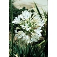 thumbnail image 6 of Agapanthus Getty White - 50 Live Plants - Blooming Groundcover Grass, 6 of 9