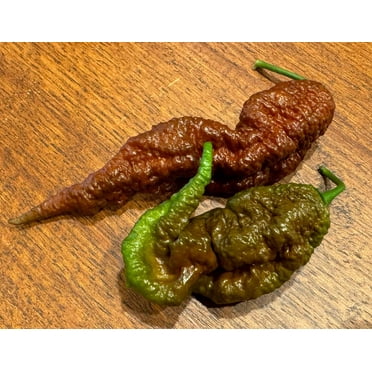 Chocolate Primotali Primotalii Chile Pepper Premium Seed Packet Possibly Hottest in The World