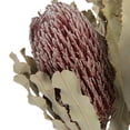 thumbnail image 2 of Vickerman 12" Natural Pink Banksia Menzi Flower with Stem. Includes 3 Stems per Pack, Dried, 2 of 5