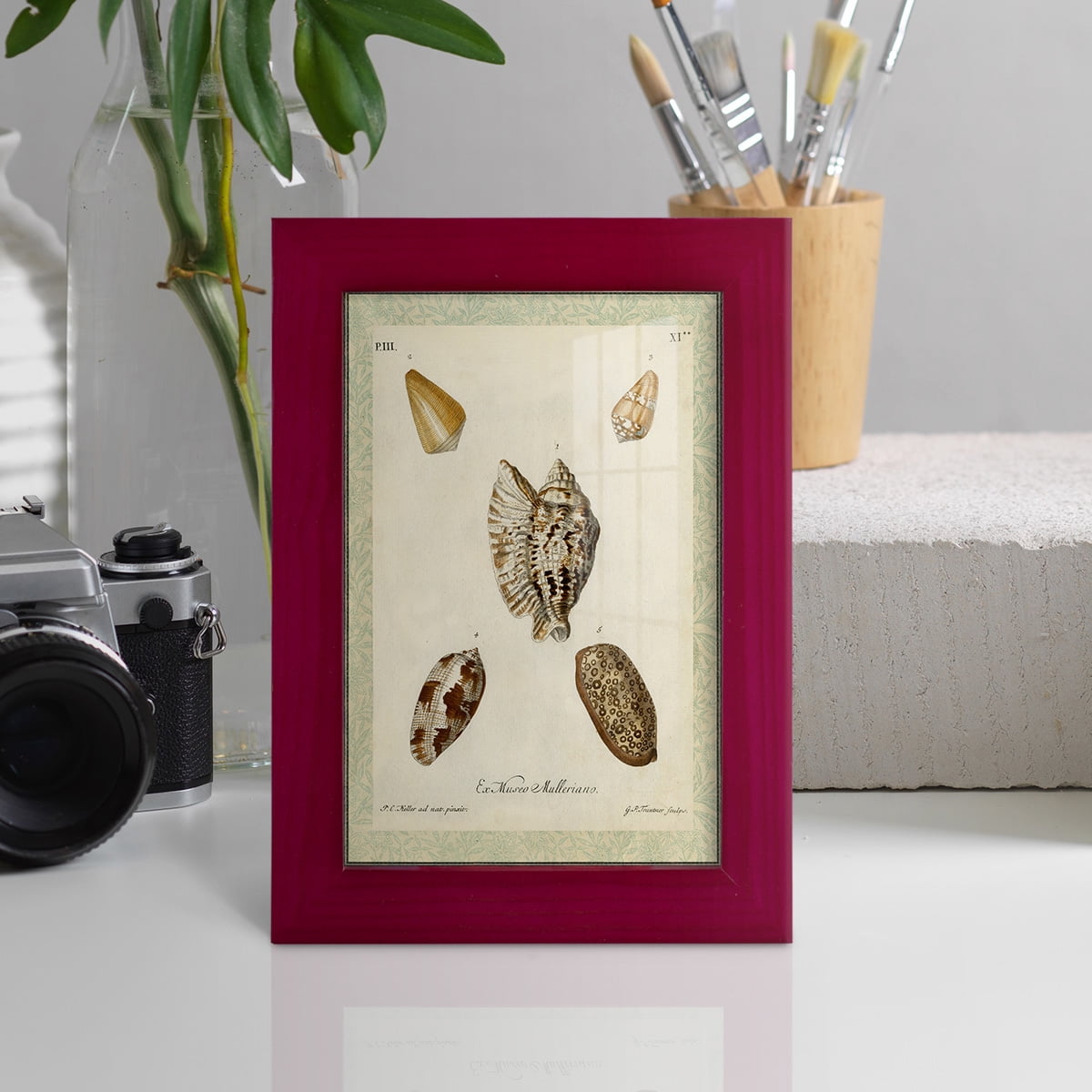 Bookplate Shells II - Framed Print w/glass - Cherry Red