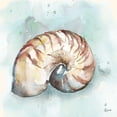 thumbnail image 3 of Tre Sorelle Studios 20x20 Black Modern Framed Museum Art Print Titled - Watercolor Shells II, 3 of 5