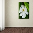 thumbnail image 3 of Trademark Fine Art "Magnolia" Canvas Art by Kurt Shaffer, 3 of 3