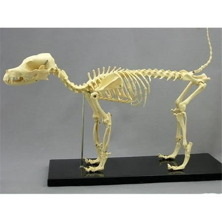 Dog Canine Skeleton price history on PriceWatchPro