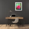 thumbnail image 3 of Alpenglow Workshop 15x18 White Modern Wood Framed Museum Art Print Titled - Exquisite Pink Rose, 3 of 4
