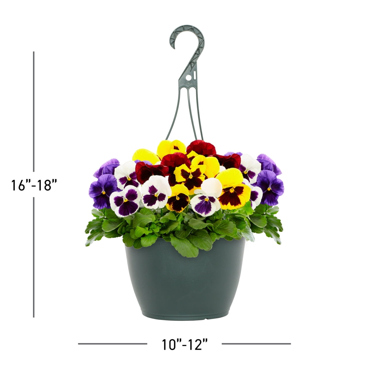 Expert Gardener 1.5GAL Multicolor Pansy Live Annual Plant Hanging Basket Sun