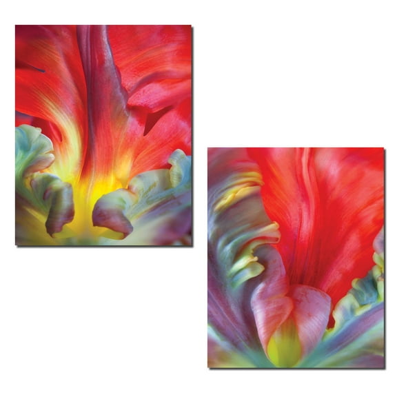 Parrot Tulip| Gorgeous Colorful Tulips Floral Photograph Print; Two 11x14in Poster Prints