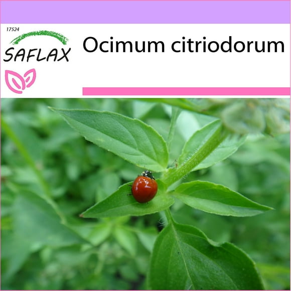 Saflax - 200 seeds - Lemon Basil - Lemon basil - Basilico limone - Albahaca limón - Limonen Basilikum--