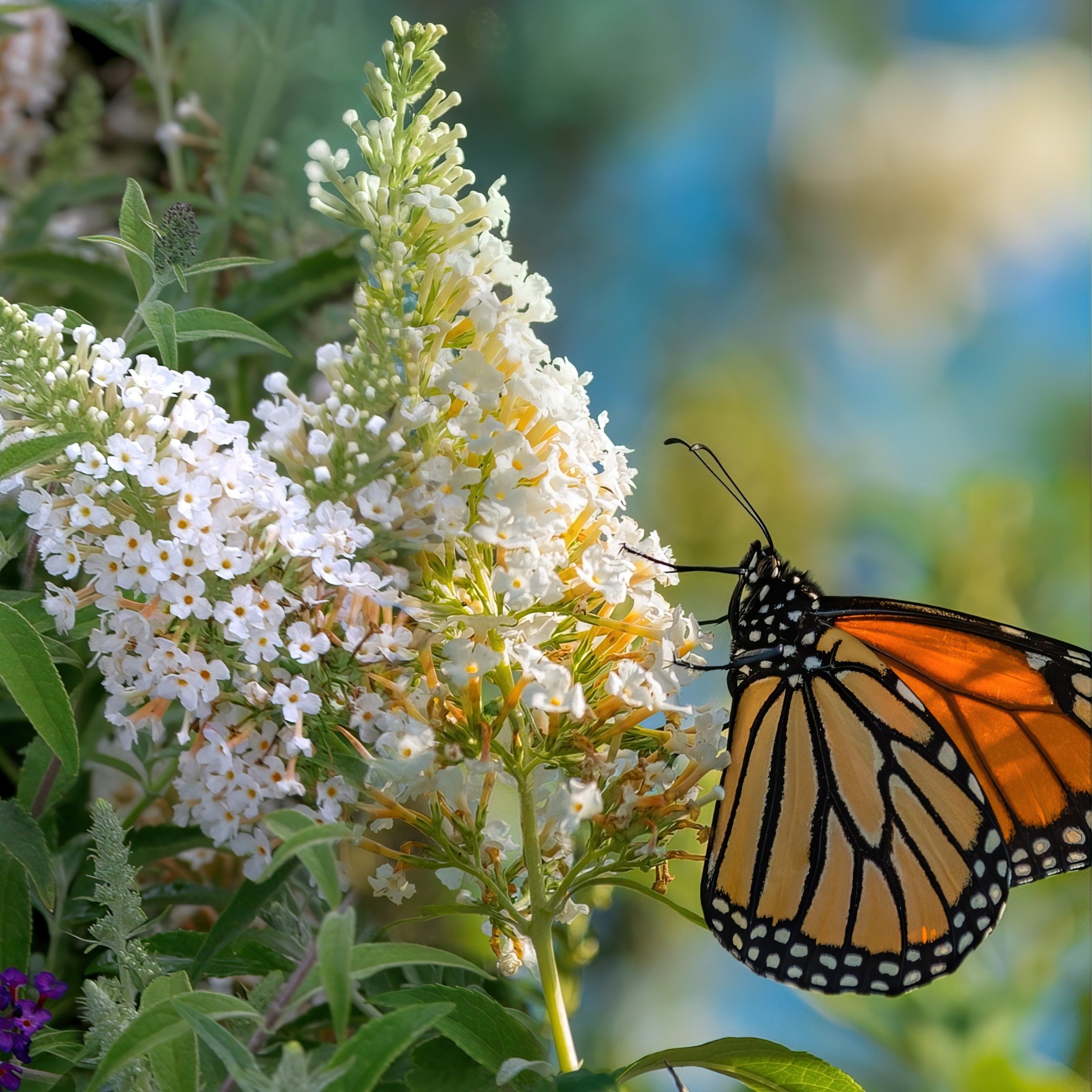 4 in. Buddleia Dapper White Live Shrub with White Flowers (3-Pack)