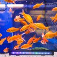 thumbnail image 4 of SHISUYAN LED Aquarium Light, Waterproof Light White with Blue, RGB Underwater Lamp Submersible LED Light for Tank, 4 of 6