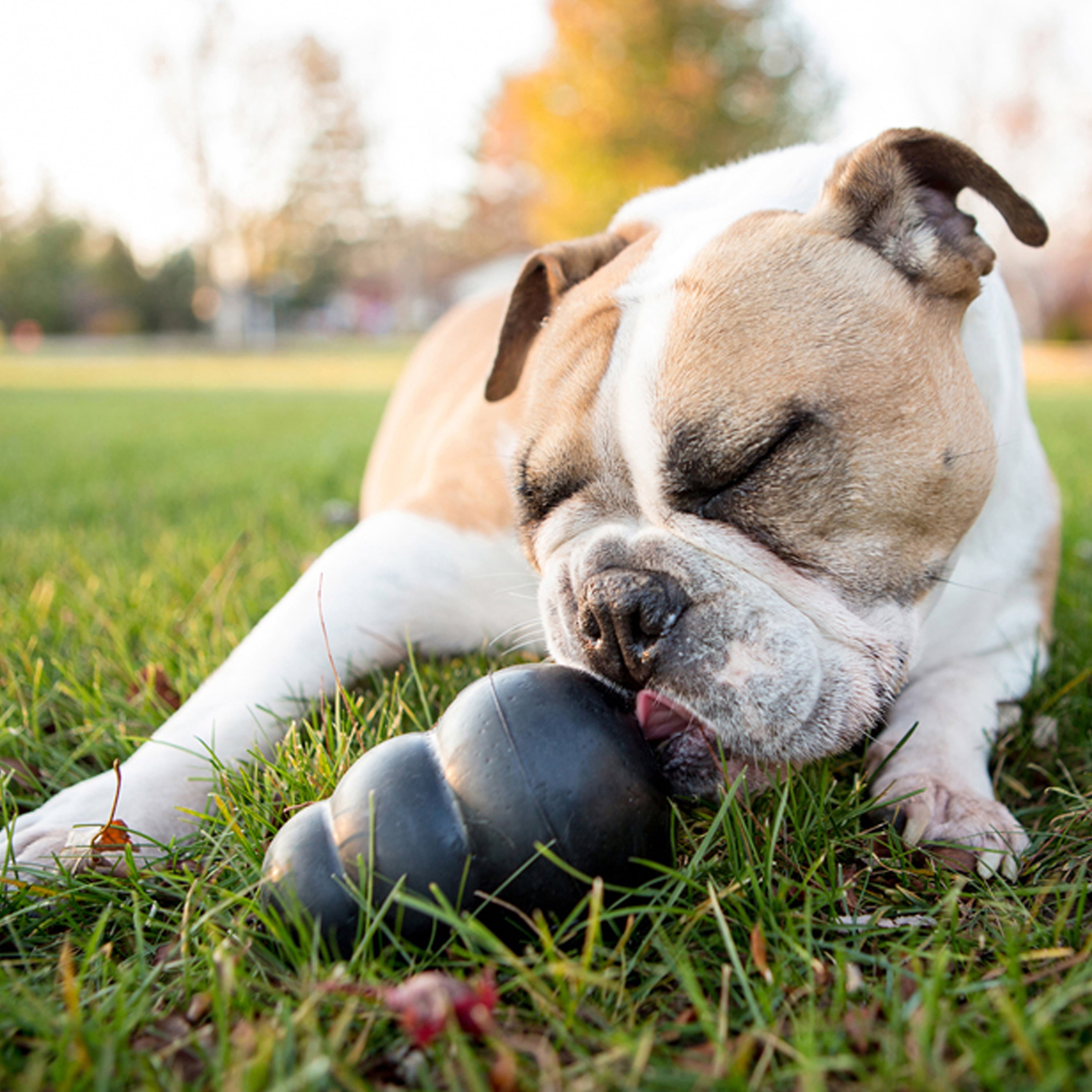 KONG® Classic Rubber Extreme Dog Toy for Power Chewers, Extra Extra Large, for Dogs 85+ lbs