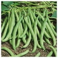 thumbnail image 3 of Everwilde Farms - 50 Organic Contender Green Bush Bean Seeds - Gold Vault Jumbo Bulk Seed Packet, 3 of 4