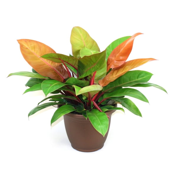 Prince of Orange Philodendron -  6" Pot