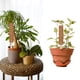 thumbnail image 4 of Plantas De 40Cm, Varilla De Coco Para Flores, Varilla De Coco, Poste De Soporte Para Plantas, Soporte Para Plantas Trepadoras De Interior matsuzay HA042136-01, 4 of 6