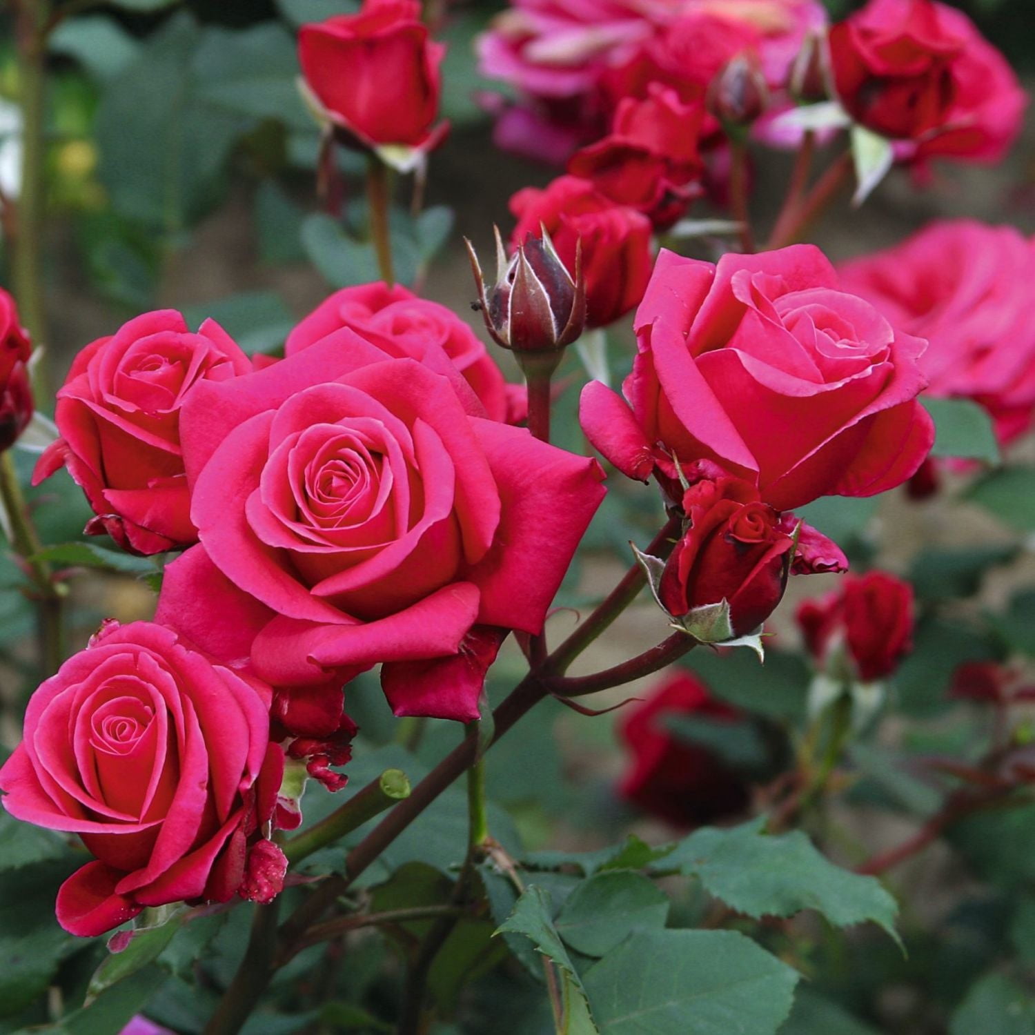 Expert Gardener 12-18" Showpiece™ Lipstick Fragrant Shrub Rose with Dark Pink Flowers Live Tree in 2 gal. Grower Pot
