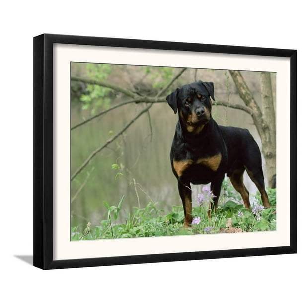Rottweiler Dog In Woodland Usa Framed Art Print Wall Art By Lynn M Stone 19 5x15 5 Walmart Com Walmart Com