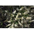 thumbnail image 2 of 30 BLACK CHERRY Fruit Tree Prunus Serotina Fragrant White Flowers Seeds, 2 of 4