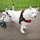 thumbnail image 1 of Sillas de ruedas para perros, sillas de ruedas para mascotas, perros que ya no pueden usar sus patas traseras y ayudan a apoyar a perros discapacitados paralizados ER, 1 of 5