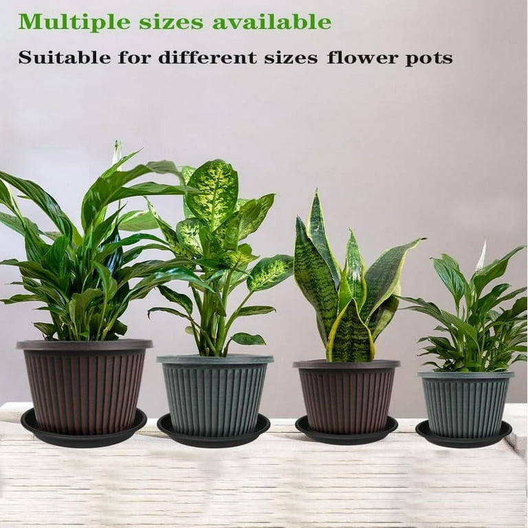 large dracaena Large Dracaena Compacta main image 1
