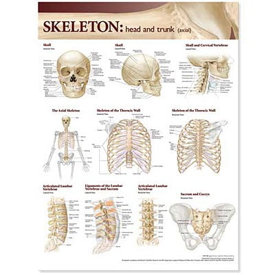 lippincott williams wilkins atlas of anatomy skeletal system chart head and trunk bone chart