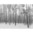 thumbnail image 2 of Seven Trees Design 14x12 White Modern Wood Framed Museum Art Print Titled - Let It Snow Forest, 2 of 4