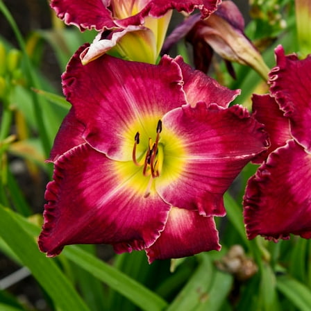 Proven Winners 6" Multicolor Rainbow Rhythm 'Blood, Sweat and Tears' Daylily Live Plant in 6.5" Pot