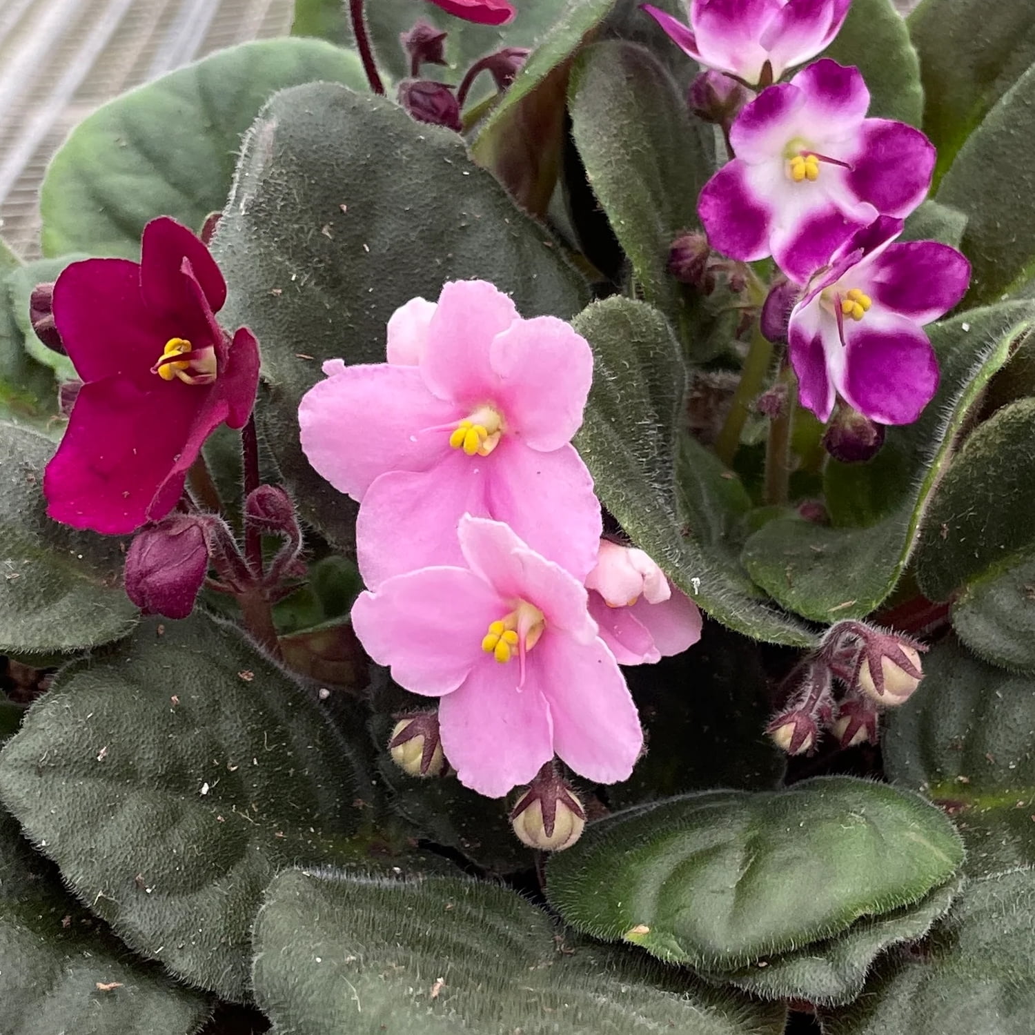 African Violet Plant  - 1 Live Plant in a 4 Inch Growers Pot - Streptocarpus Ionanthus - Growers Choice - Velvety Textured Colorful Compact Flowering Houseplant