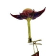 thumbnail image 2 of Morawski Pointed Clip-On Flower Glass Spring Bloom Ornament 19632526 Yellow, 2 of 3