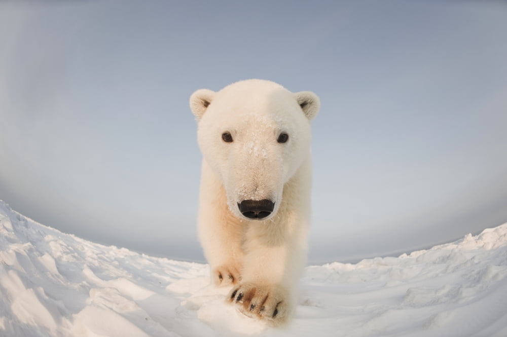 Polar bear (Ursus maritimus) curious young boar on the newly frozen pack ice Beaufort Sea off the 1002 area of the Arctic National Wildlife Refuge North Slope Alaska Canvas Art - Steven Kazlowski Des
