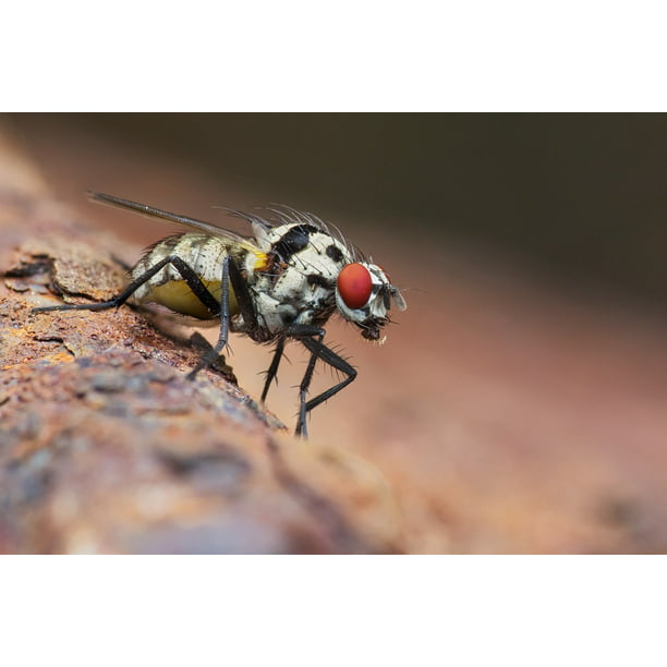 Insect Macro Red Red Eye Eye Compound Eye Fly-20 Inch By 30 Inch Laminated Poster With Bright ...