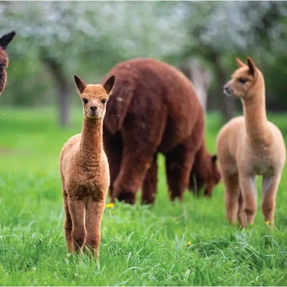 Llama & Alpaca Pasture Seed Mix - 10 lb - Covers 20,000 Sq Ft