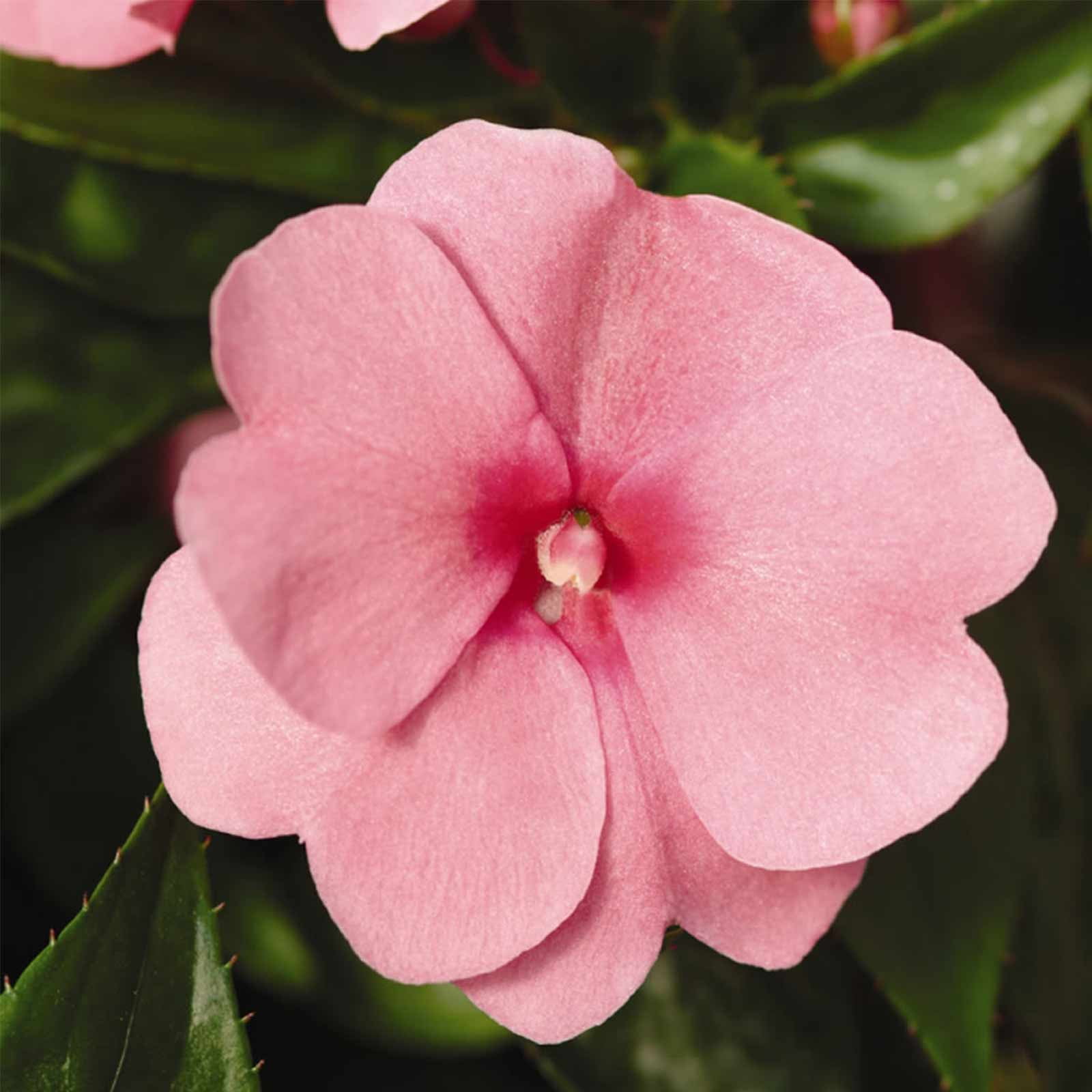 New Guinea Impatiens Flower Garden Seeds F1 Divine Series Pink
