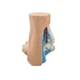 thumbnail image 2 of Foot Anatomy Model, Human Anatomy Foot Model, Normal Flat Arched Foot Model, Human Foot Muscle Model, 2 of 5