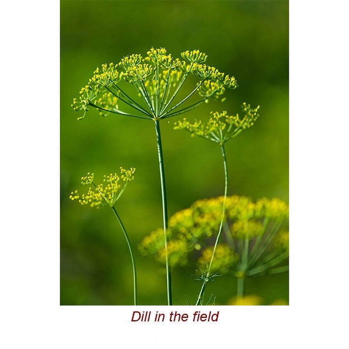 Dill Seed Essential Oil 1 fl oz (30 ml) - 100% Pure and Natural by Silky Scents