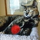 thumbnail image 5 of 30 Uds. Pelota de juguete para gatos, pelota de Color para gatos, pelota de juguete para gatos, pelota de juguete interactiva, 5 of 5