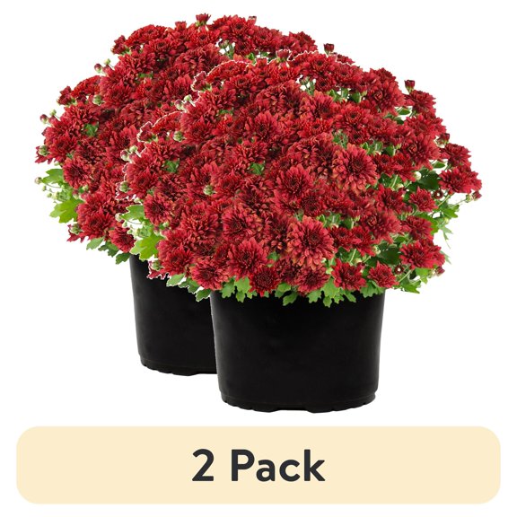 (2 pack) Expert Gardener 3.0QT Red Mum Live Plant in Grower Pot