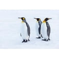 thumbnail image 2 of Goff, Ellen B. 24x17 White Modern Wood Framed Museum Art Print Titled - Southern Ocean-South Georgia-Portrait of king penguins in the snow, 2 of 4
