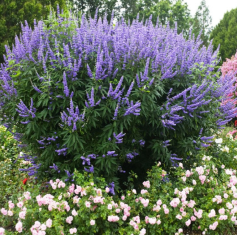Set 2 Vitex Plants Live for Planting, Lilac Chastetree Plants Lilac Bush Plants for Garden 4inch Pot - Dormant in Winter