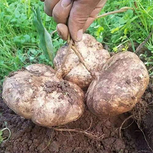 100 Seed Potato Seed Jicama Yam bean Organic Heirloom R Vegetable Seed Farm S8A3 